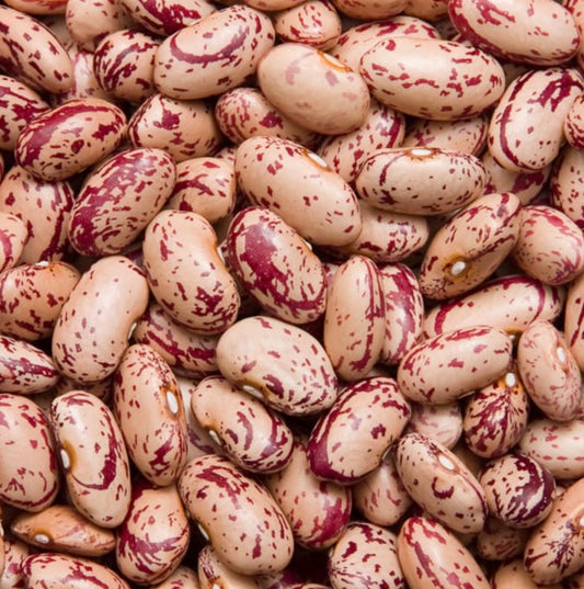 Bean ~ Taylor Horticultural
