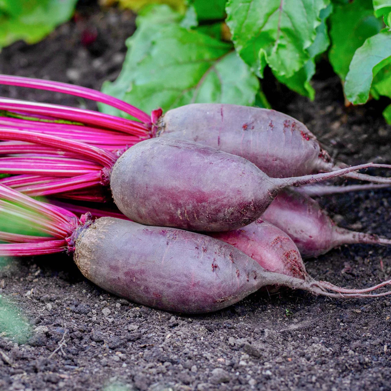Beet ~ Cylindra