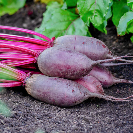 Beet ~ Cylindra