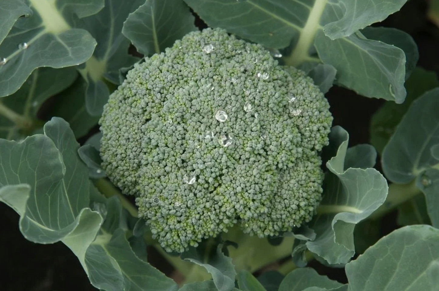 Broccoli ~ Calabrese