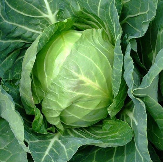 Cabbage ~ Copenhagen Market