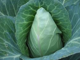 Cabbage ~ Early Jersey Wakefield