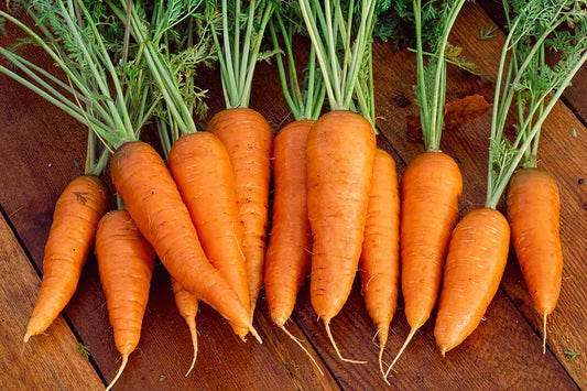 Carrot ~ Danver