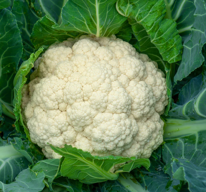 Cauliflower ~ Early Snowball