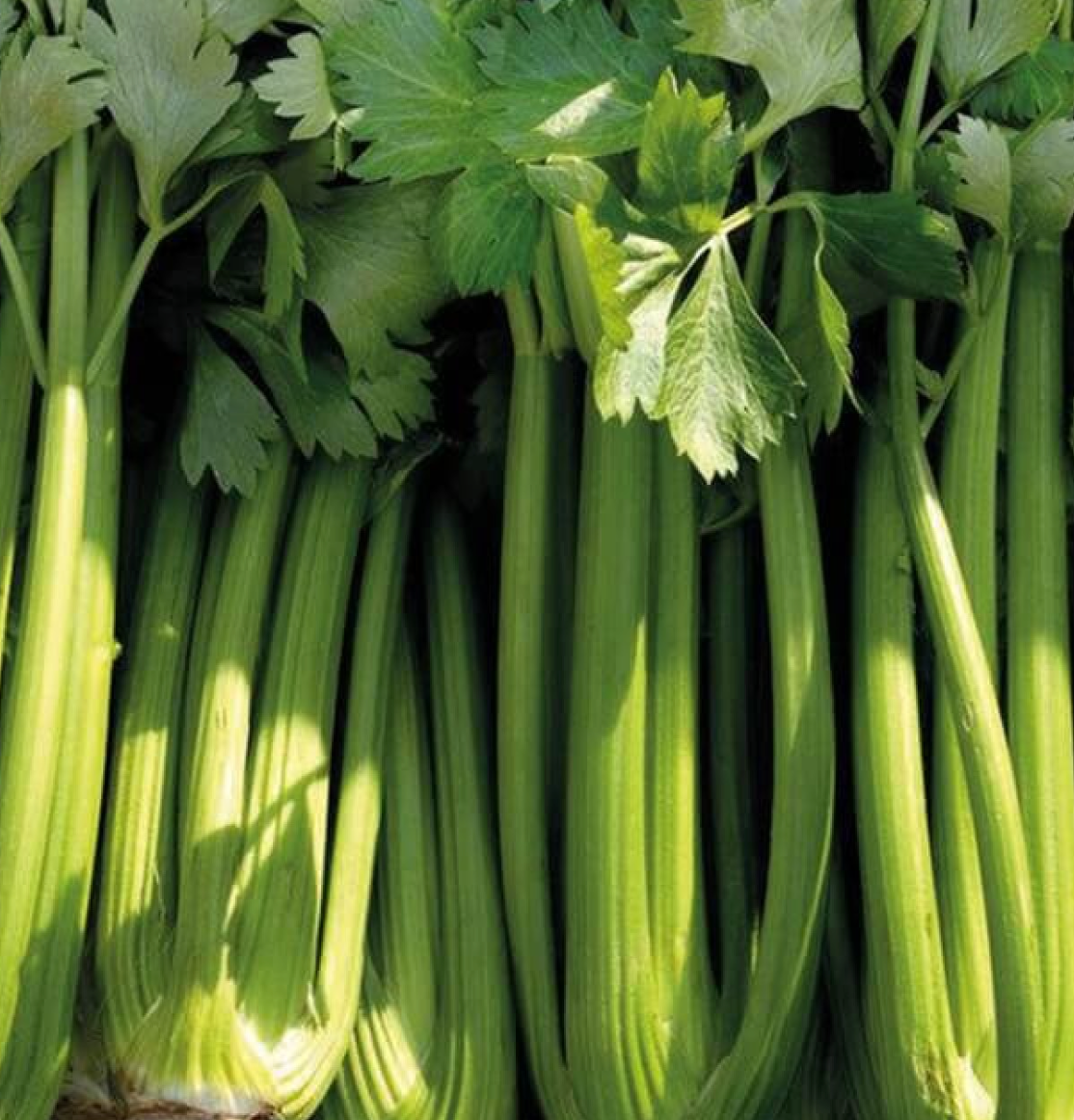 Celery ~ Tall Utah