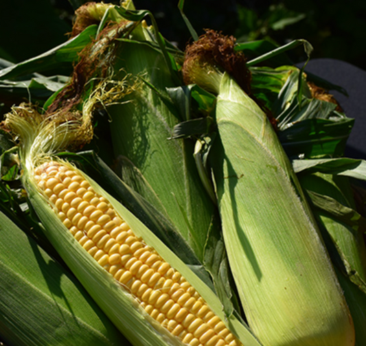 Corn ~ Golden Bantam