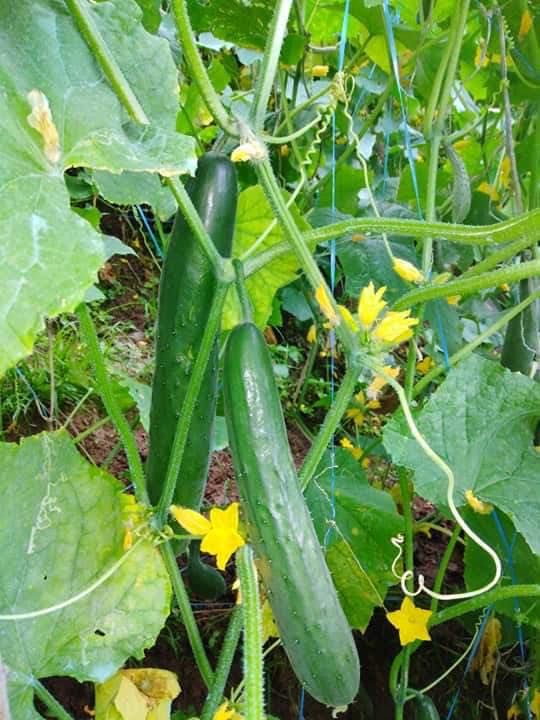 Cucumber ~ Japanese Climbing