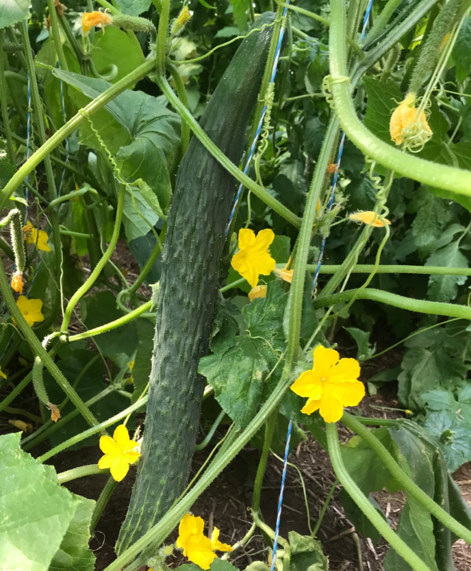Cucumber ~ Suyo Long