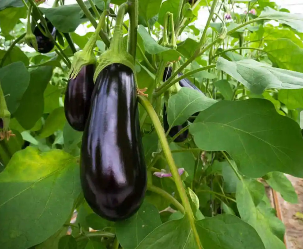 Eggplant ~ Diamond