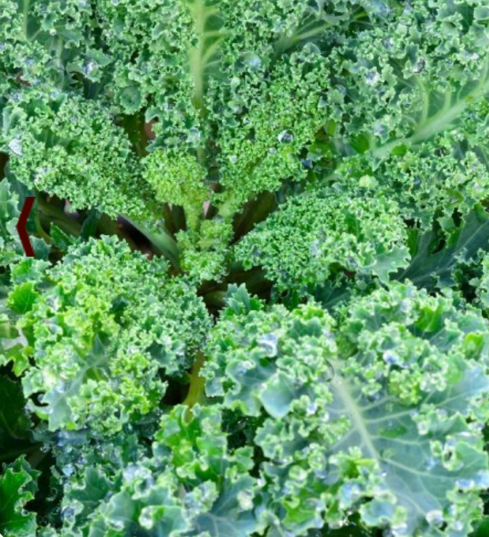 Kale ~ Dwarf Green Curled