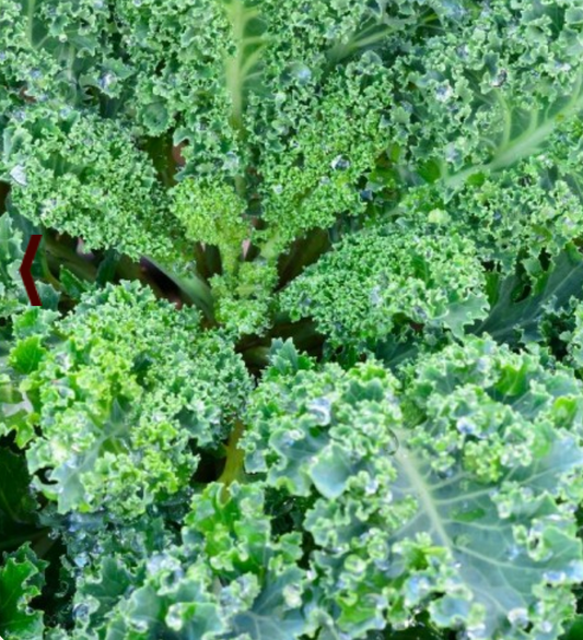Kale ~ Dwarf Green Curled