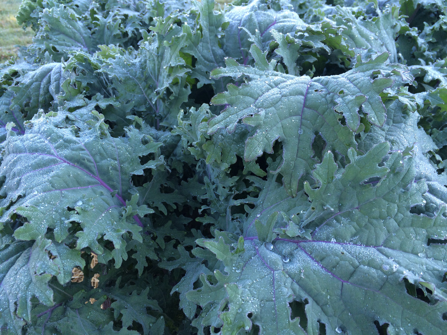 Kale ~ Red Russian