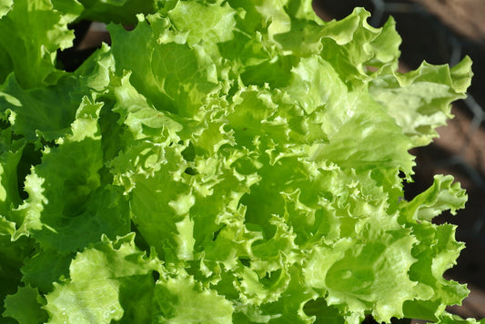 Lettuce ~ Salad Bowl