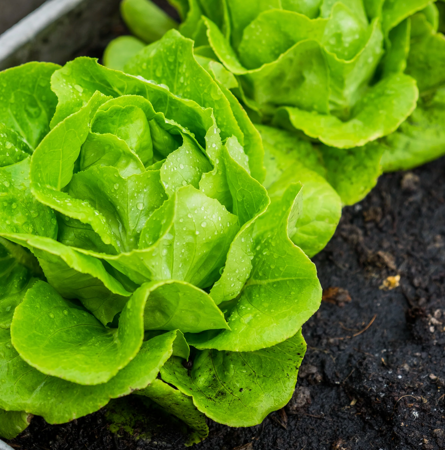 Lettuce ~ Tom Thumb