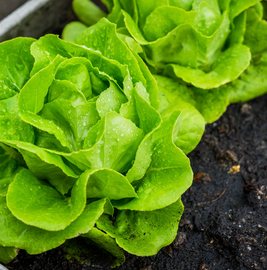 Lettuce ~ Tom Thumb