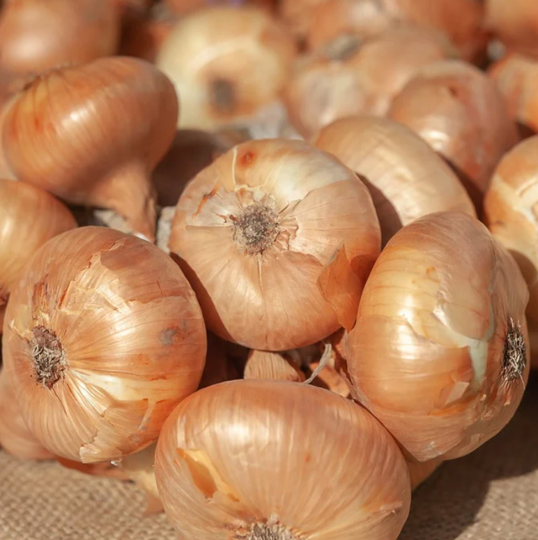 Onion ~ Borettana