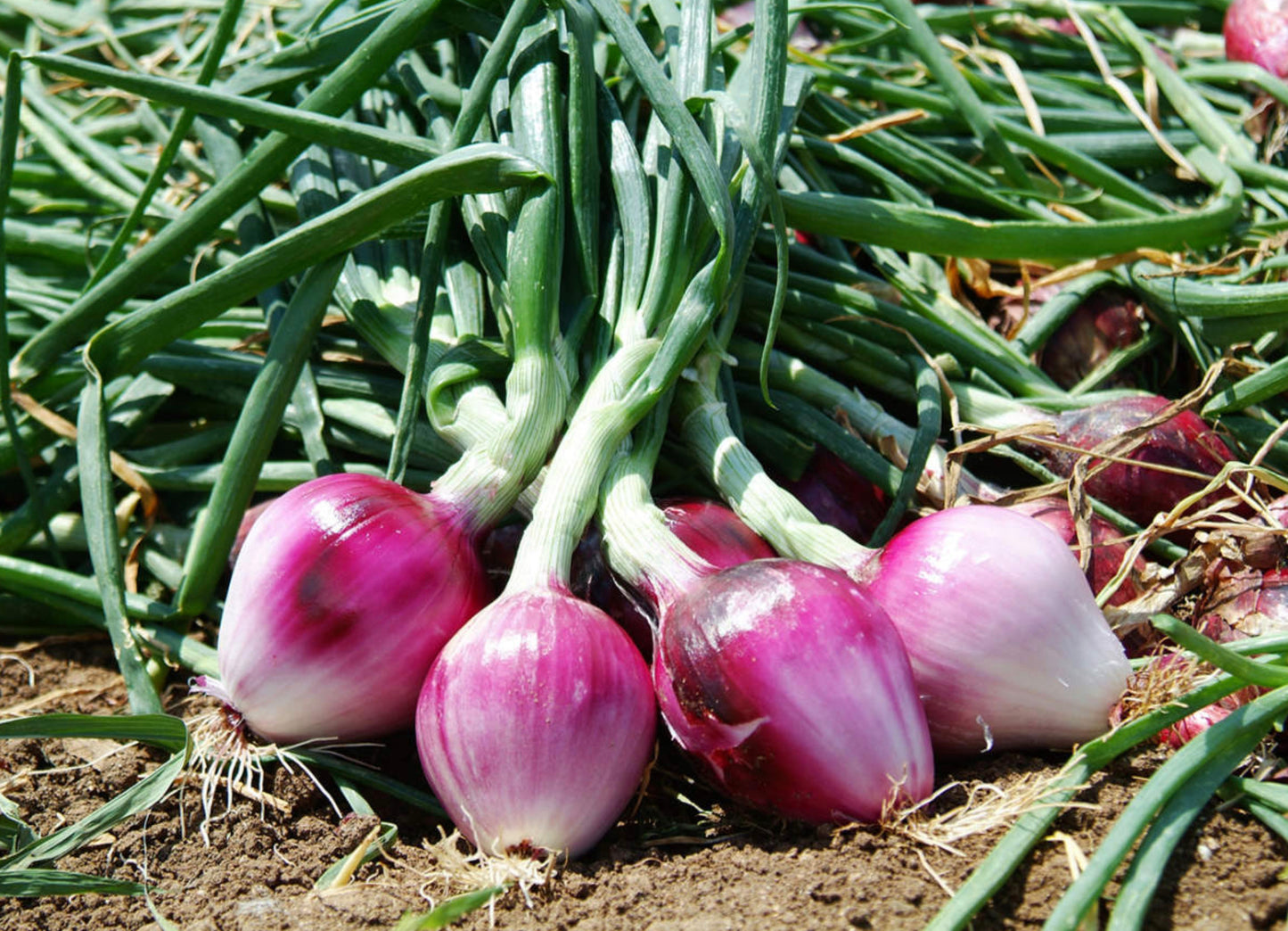 Onion ~ Rossa di Milano