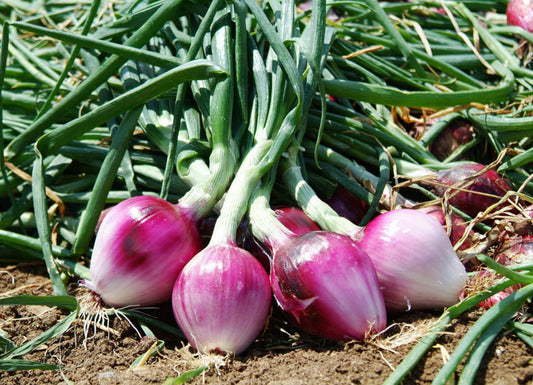 Onion ~ Rossa di Milano