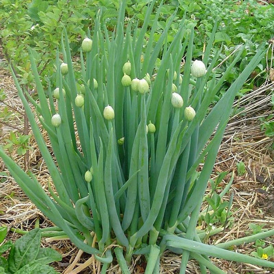 Onion ~ Welsh