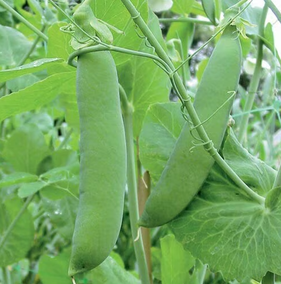 Pea ~ Champion of England