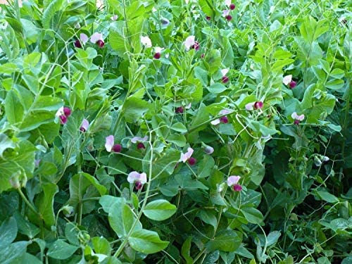Pea ~ Dwarf Sugar Grey