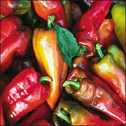 Pepper ~ Beaver Dam