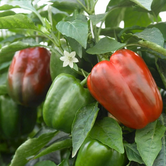 Pepper ~ Sweet Bell