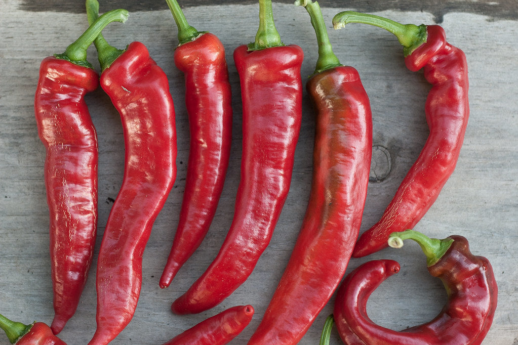 Pepper ~ Jimmy Nardello's