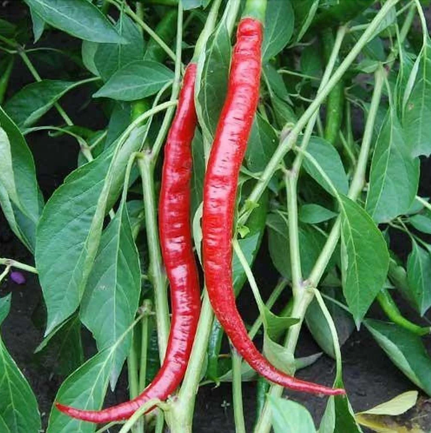 Pepper ~ Joe's Long Cayenne