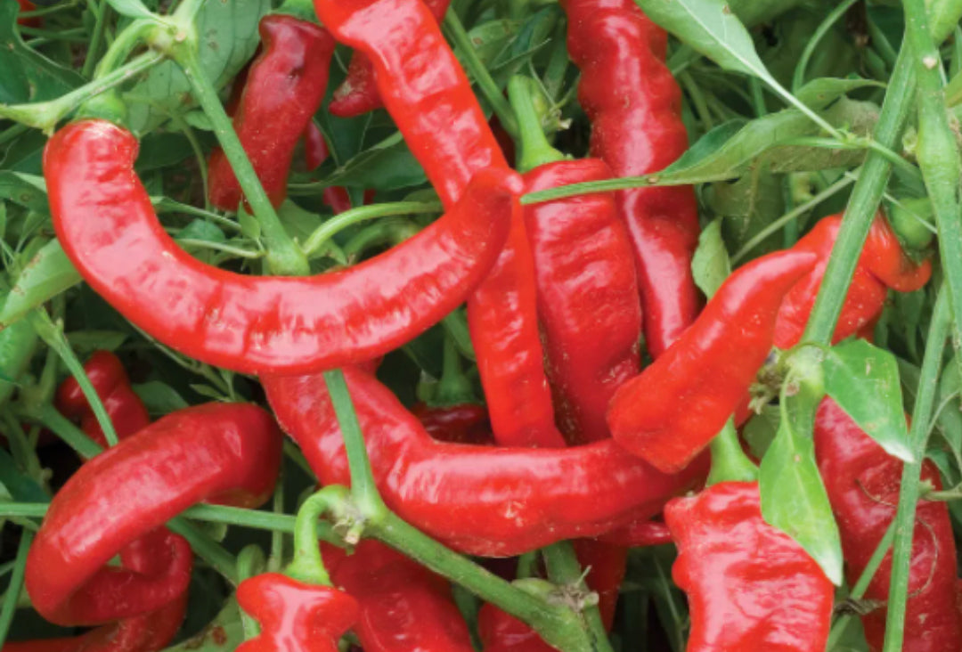 Pepper ~ Matan