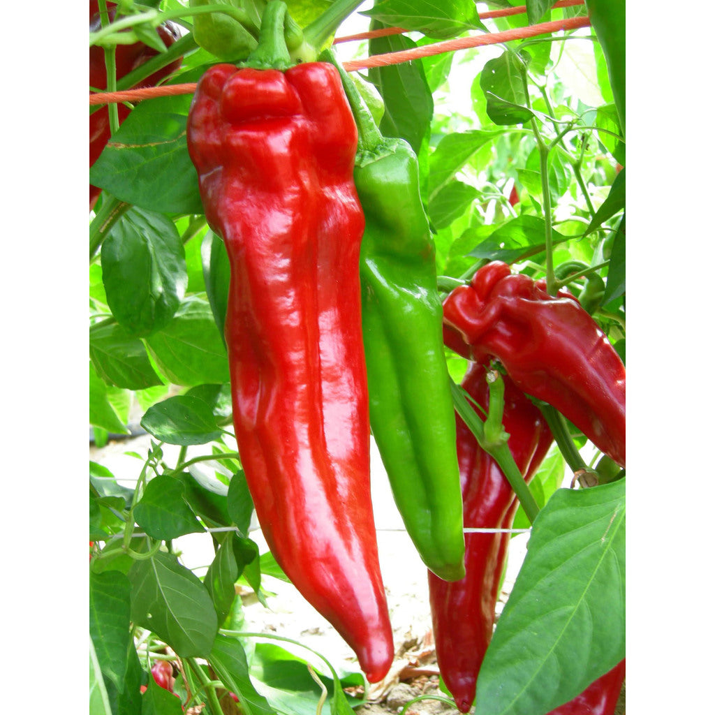 Pepper ~ Red Bull's Horn