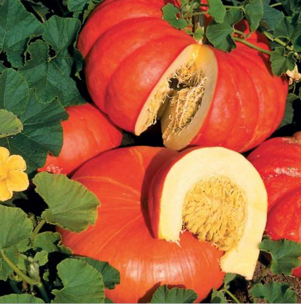 Pumpkin ~ Rouge Vif d’Etampes