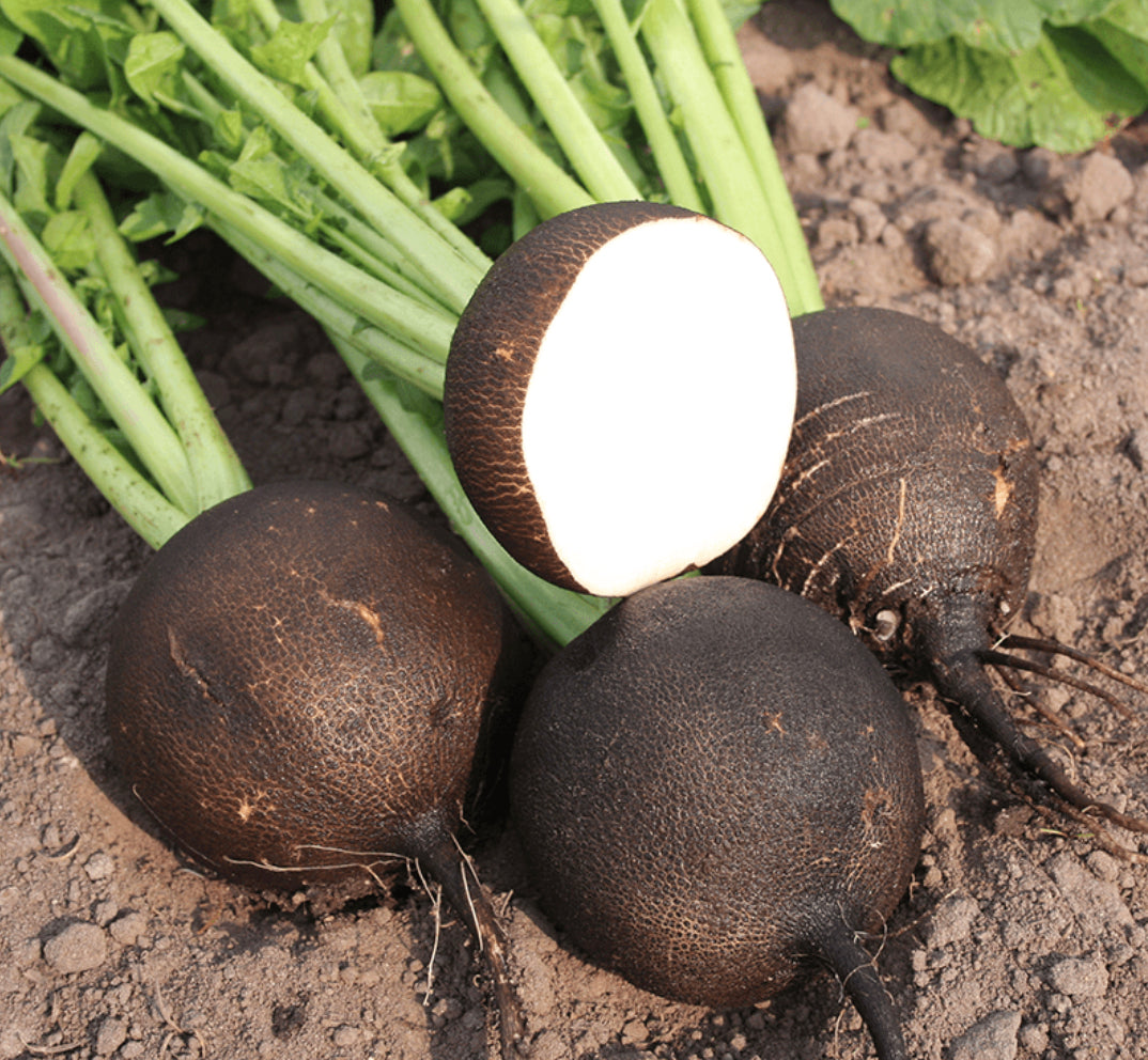Radish ~ Black Spanish
