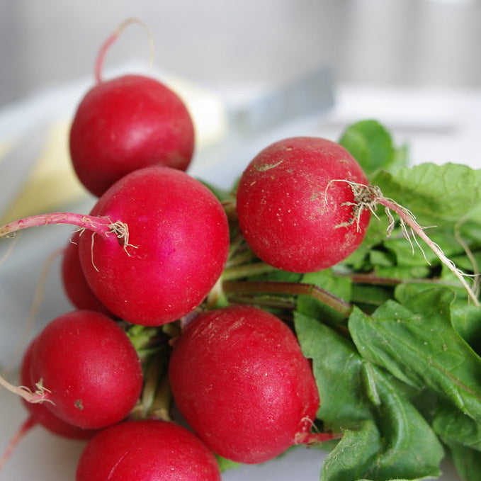 Radish ~ Early Scarlet Globe