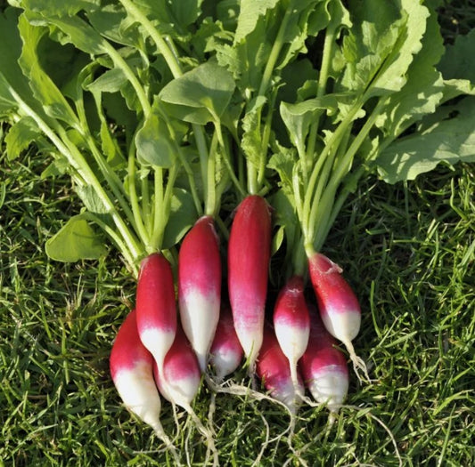 Radish ~ French Breakfast