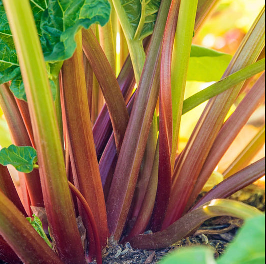 Rhubarb ~ Glaskin's Perpetual