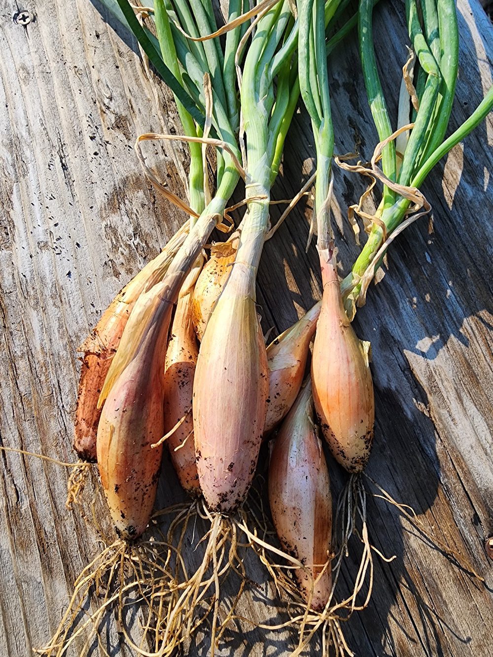 Shallot ~ Zebrune
