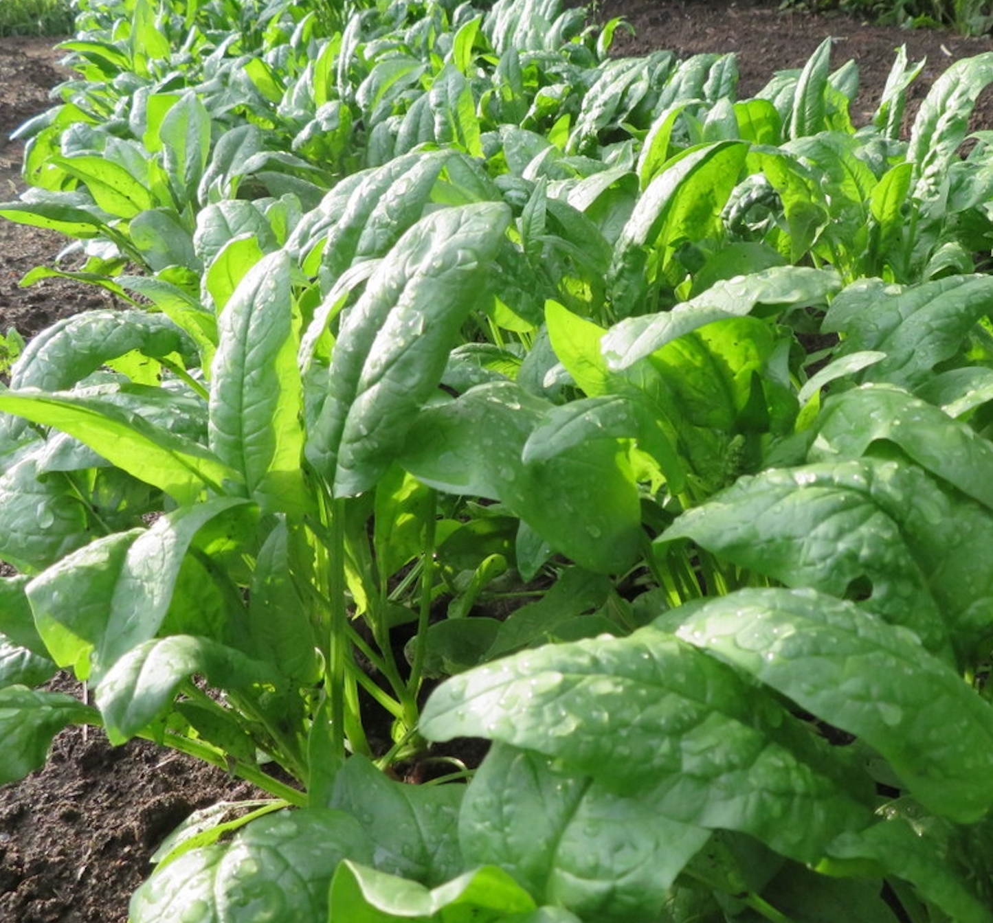 Spinach ~ Norfolk