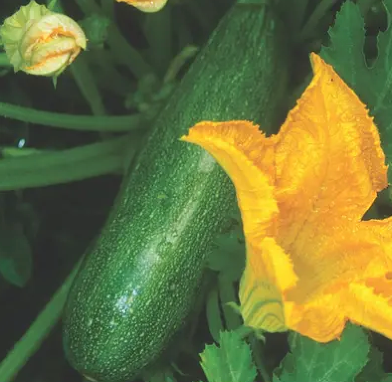 Squash~ Black Beauty Zucchini