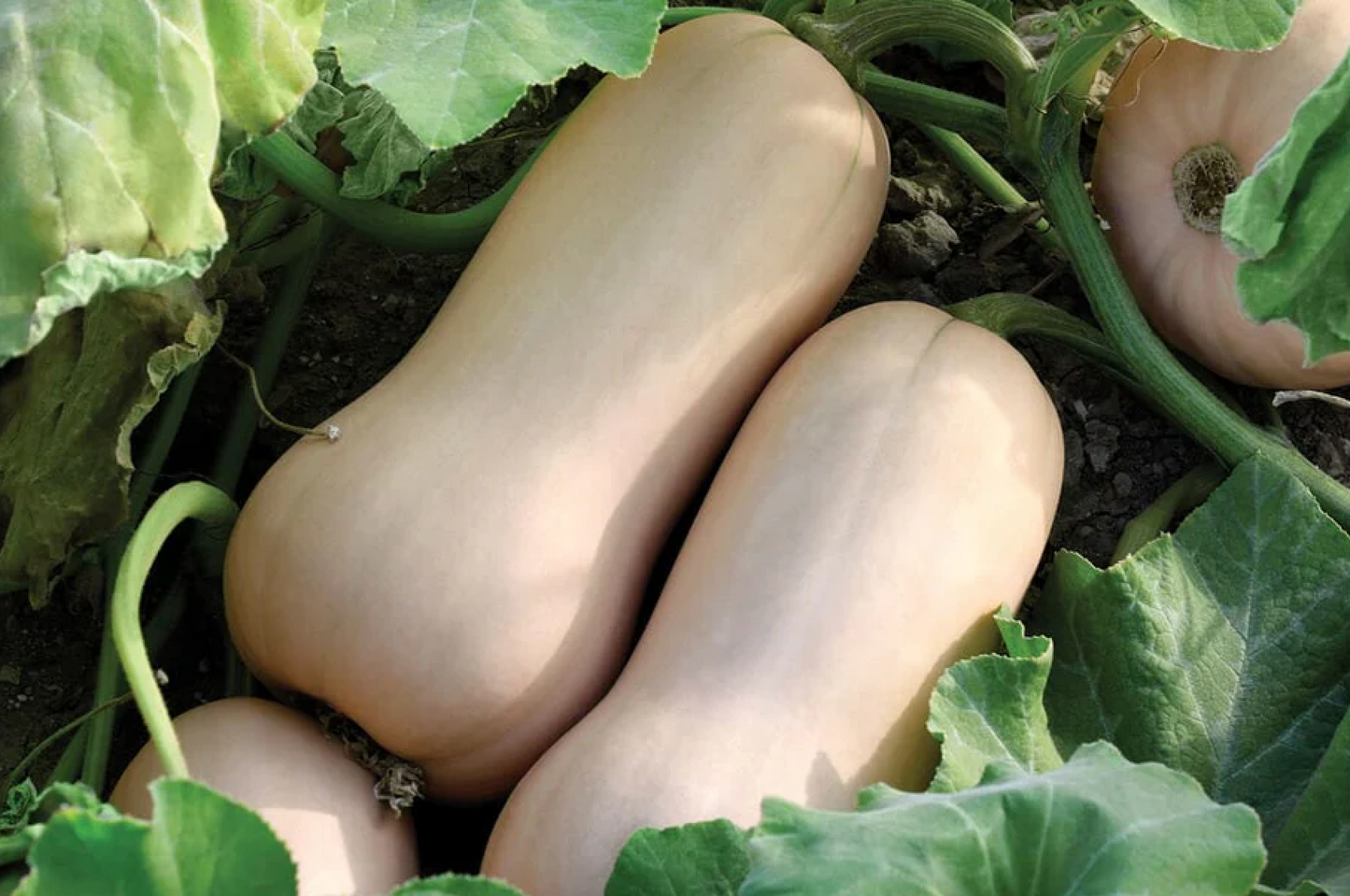 Squash ~ Butternut