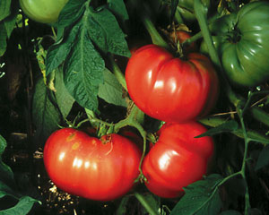 Tomato ~ German Pink