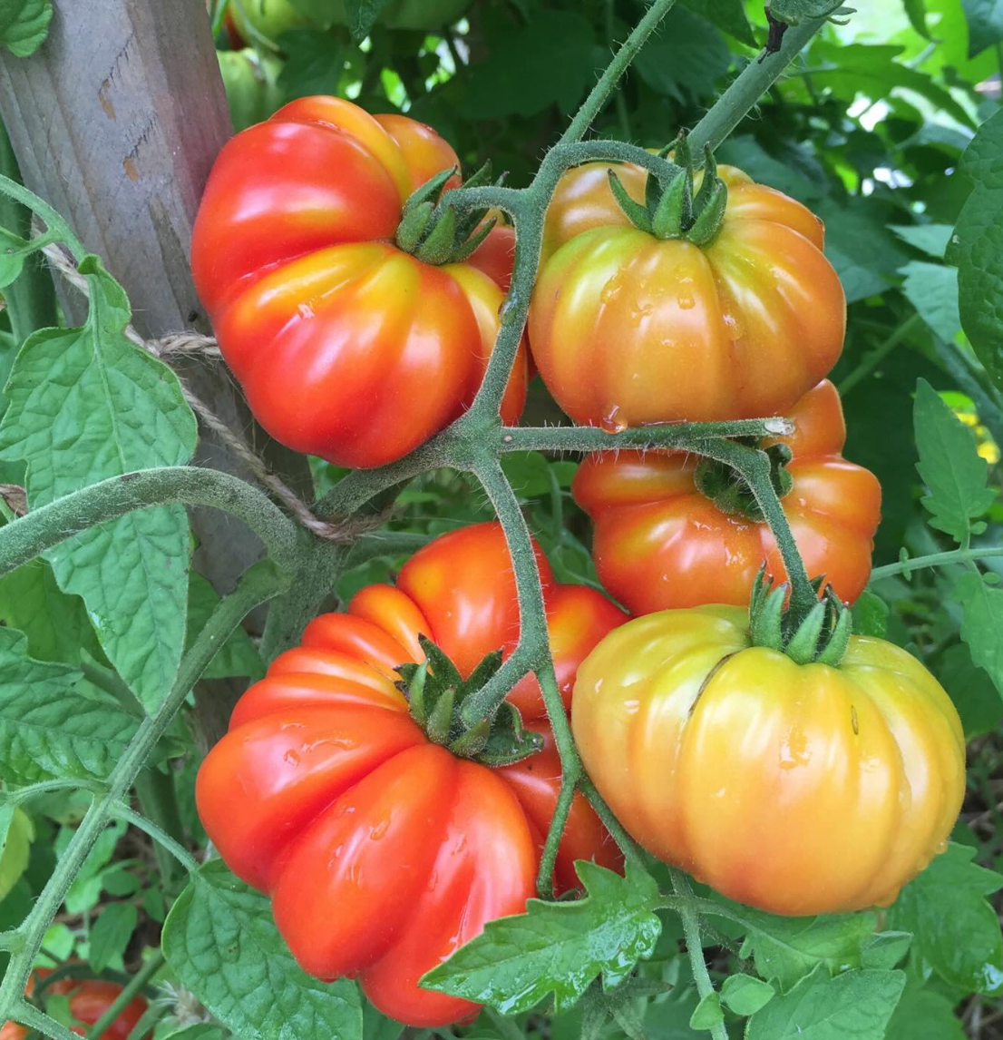 Tomato ~ Italian Heirloom