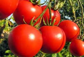 Tomato ~ Manitoba
