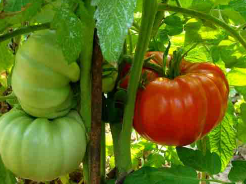 Tomato ~ Mortgage Lifter