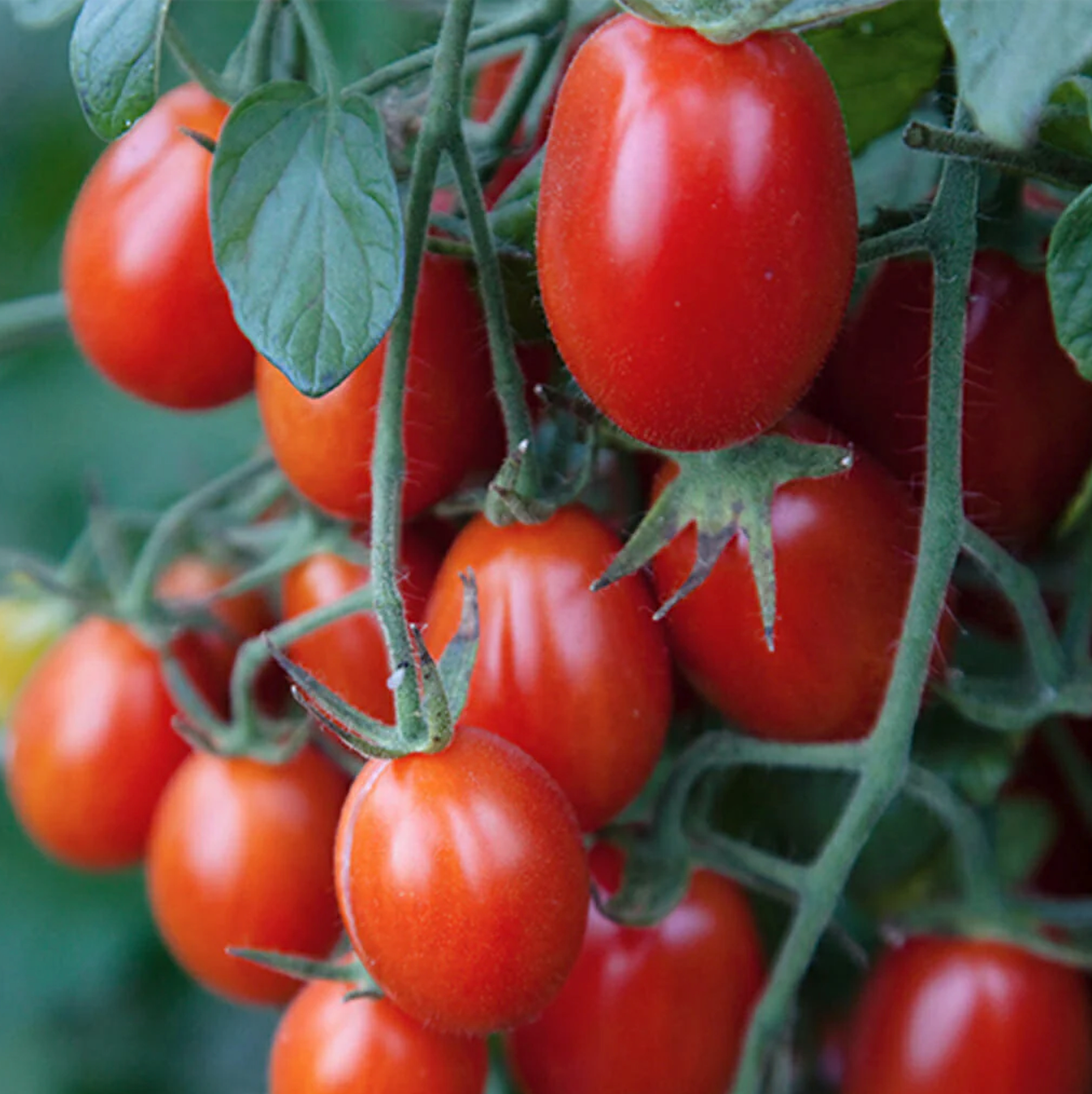 Tomato ~ Principe Borghese