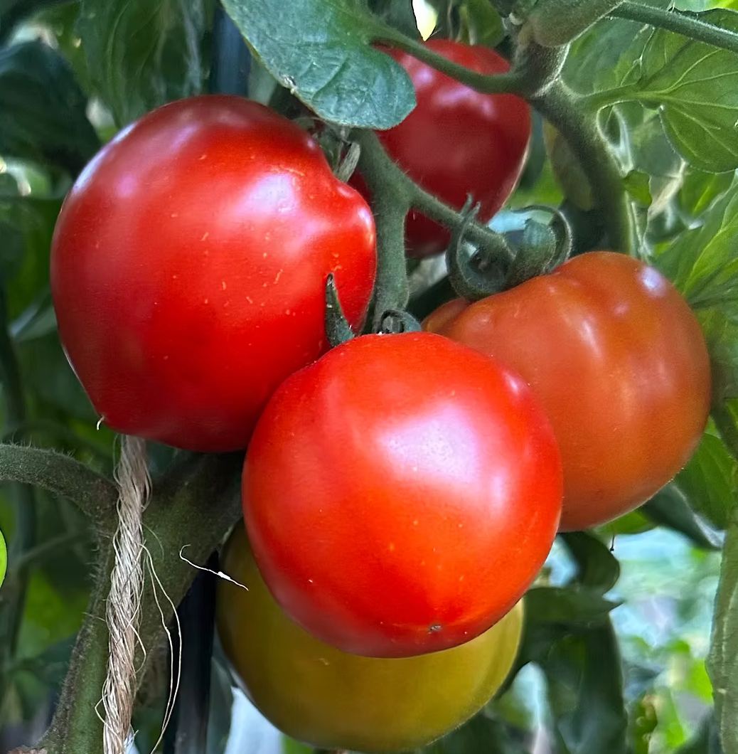 Tomato ~ Siberian