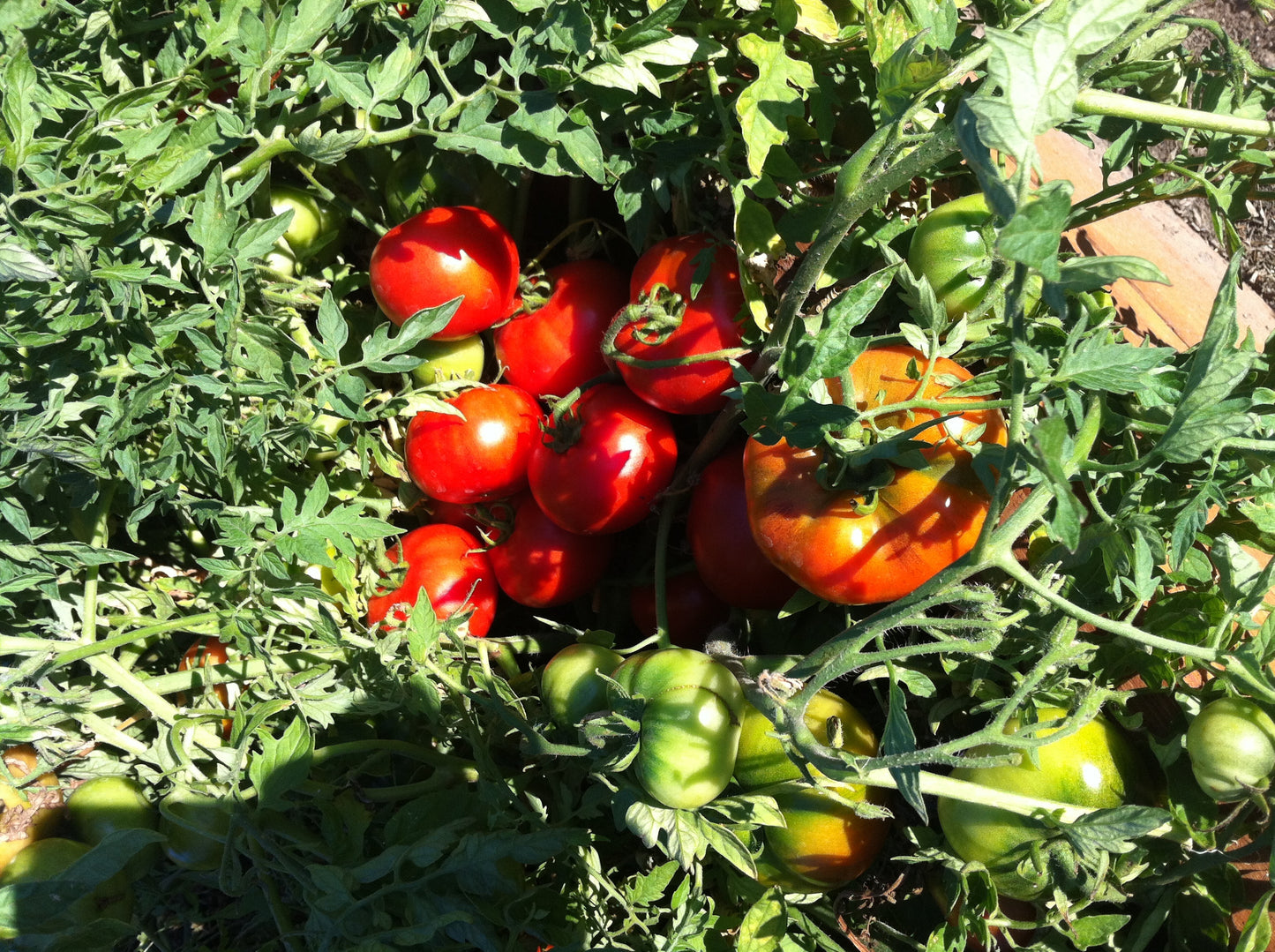 Tomato ~ Silver Fir Tree