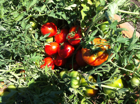 Tomato ~ Silver Fir Tree