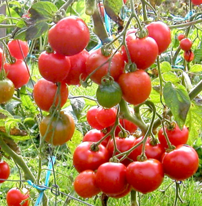 Tomato ~ Stupice