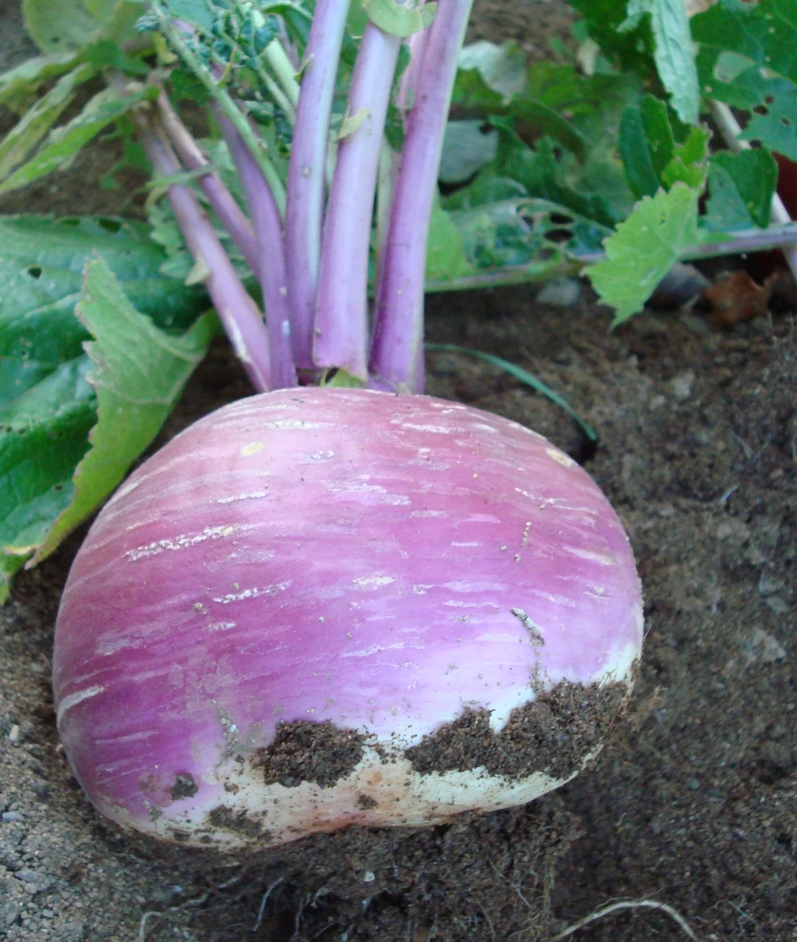 Turnip ~ Purple Top